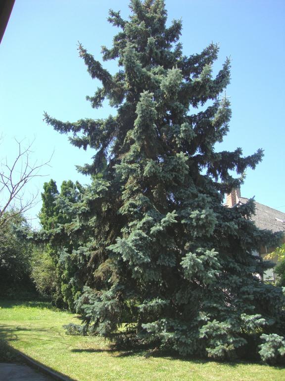 Apartament Gyongyvirag Vendeghaz Balatonboglár Zewnętrze zdjęcie